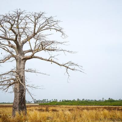 Senegal